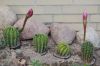 Kaktus-Echinopsis-070806-DSC_0181.JPG