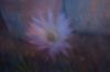 Kaktus-Echinopsis-070806-DSC_0184.JPG