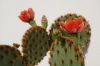 Kaktus-Opuntie-090502-DSC_0180.JPG