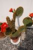 Kaktus-Opuntie-090502-DSC_0182.JPG