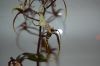 Orchidee-Brassia-090818-DSC_0140.JPG