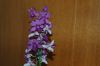 Orchidee-Dendrobium-090810-DSC_0009.JPG