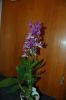 Orchidee-Dendrobium-090810-DSC_0010.JPG