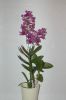 Orchidee-Dendrobium-090818-DSC_0145.JPG