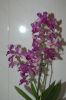 Orchidee-Dendrobium-090818-DSC_0151.JPG