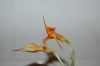 Orchidee-Masdevallia-090818-DSC_0172.JPG