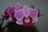 Orchidee-Phalaenopsis-090619-DSC_0017.JPG