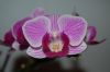 Orchidee-Phalaenopsis-090619-DSC_0018.JPG