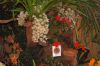 Ausstellung-Internationale-Orchideen-Welt-in-Bad-Salzuflen-2014-140302-DSC_0064.jpg