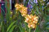 Ausstellung-Internationale-Orchideen-Welt-in-Bad-Salzuflen-2014-140302-DSC_0105.jpg