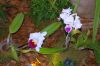Ausstellung-Internationale-Orchideen-Welt-in-Bad-Salzuflen-2014-140302-DSC_0111.jpg