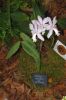 Ausstellung-Internationale-Orchideen-Welt-in-Bad-Salzuflen-2014-140302-DSC_0118.jpg
