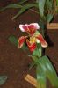 Ausstellung-Internationale-Orchideen-Welt-in-Bad-Salzuflen-2014-140302-DSC_0146.jpg