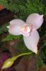 Ausstellung-Internationale-Orchideen-Welt-in-Bad-Salzuflen-2014-140302-DSC_0235.jpg