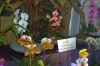 Ausstellung-Internationale-Orchideen-Welt-in-Bad-Salzuflen-2014-140302-DSC_0253.jpg