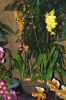 Ausstellung-Internationale-Orchideen-Welt-in-Bad-Salzuflen-2014-140302-DSC_0254.jpg