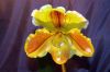 Ausstellung-Internationale-Orchideen-Welt-in-Bad-Salzuflen-2014-140302-DSC_0256.jpg