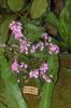 Ausstellung-Internationale-Orchideen-Welt-in-Bad-Salzuflen-2014-140302-DSC_0260.jpg