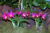 Ausstellung-Internationale-Orchideen-Welt-in-Bad-Salzuflen-2014-140302-DSC_0298.jpg