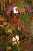 Ausstellung-Internationale-Orchideen-Welt-in-Bad-Salzuflen-2014-140302-DSC_0312.jpg