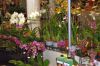 Ausstellung-Internationale-Orchideen-Welt-in-Bad-Salzuflen-2014-140302-DSC_0318.jpg