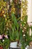 Ausstellung-Internationale-Orchideen-Welt-in-Bad-Salzuflen-2014-140302-DSC_0319.jpg