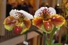 Ausstellung-Internationale-Orchideen-Welt-in-Bad-Salzuflen-2014-140302-DSC_0326.jpg