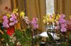 Ausstellung-Internationale-Orchideen-Welt-in-Bad-Salzuflen-2014-140302-DSC_0338.jpg