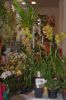Ausstellung-Internationale-Orchideen-Welt-in-Bad-Salzuflen-2014-140302-DSC_0339.jpg