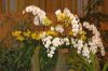 Ausstellung-Internationale-Orchideen-Welt-in-Bad-Salzuflen-2014-140302-DSC_0341.jpg