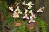 Ausstellung-Internationale-Orchideen-Welt-in-Bad-Salzuflen-2014-140302-DSC_0342.jpg
