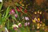 Ausstellung-Internationale-Orchideen-Welt-in-Bad-Salzuflen-2014-140302-DSC_0346.jpg