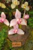 Ausstellung-Internationale-Orchideen-Welt-in-Bad-Salzuflen-2014-140302-DSC_0347.jpg