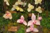 Ausstellung-Internationale-Orchideen-Welt-in-Bad-Salzuflen-2014-140302-DSC_0348.jpg