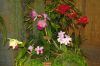 Ausstellung-Internationale-Orchideen-Welt-in-Bad-Salzuflen-2014-140302-DSC_0349.jpg
