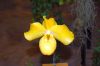 Ausstellung-Internationale-Orchideen-Welt-in-Bad-Salzuflen-2014-140302-DSC_0351.jpg