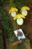 Ausstellung-Internationale-Orchideen-Welt-in-Bad-Salzuflen-2014-140302-DSC_0352.jpg