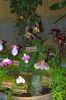 Ausstellung-Internationale-Orchideen-Welt-in-Bad-Salzuflen-2014-140302-DSC_0358.jpg