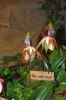 Ausstellung-Internationale-Orchideen-Welt-in-Bad-Salzuflen-2014-140302-DSC_0359.jpg