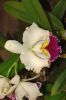 Ausstellung-Internationale-Orchideen-Welt-in-Bad-Salzuflen-2014-140302-DSC_0367.jpg