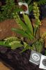 Ausstellung-Internationale-Orchideen-Welt-in-Bad-Salzuflen-2014-140302-DSC_0376.jpg