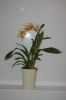 Orchidee-Brassia-090818-DSC_0153.JPG