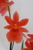 Orchidee-Cambria-090401-DSC_0058.JPG