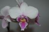 Orchidee-Phalaenopsis-090818-DSC_0159.JPG