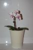 Orchidee-Phalaenopsis-090818-DSC_0164.JPG
