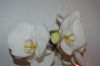 Orchidee-Phalaenopsis-090818-DSC_0167.JPG