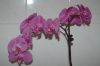 Orchidee-Phalaenopsis-090818-DSC_0179.JPG