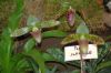 Ausstellung-Internationale-Orchideen-Welt-in-Bad-Salzuflen-2014-140302-DSC_0079.jpg