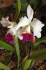 Ausstellung-Internationale-Orchideen-Welt-in-Bad-Salzuflen-2014-140302-DSC_0090.jpg