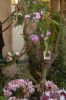 Ausstellung-Internationale-Orchideen-Welt-in-Bad-Salzuflen-2014-140302-DSC_0099.jpg